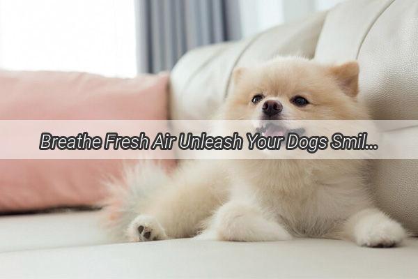 Breathe Fresh Air Unleash Your Dogs Smile with Professional Dental Cleaning